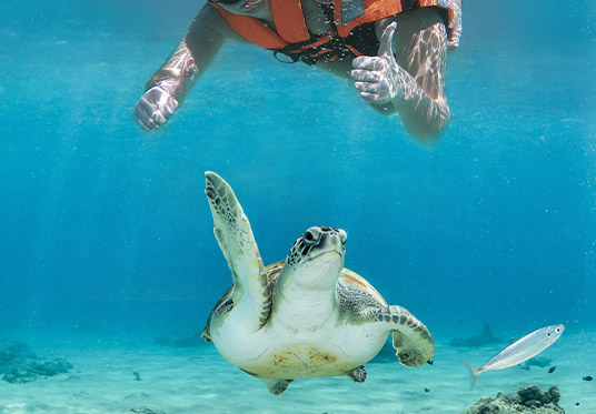 Karibik-Abenteuer Warum Blue Caribe Tours der perfekte Partner ist